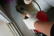 欧路莎马桶下水不畅怎么办？快速解决方法有哪些？