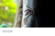手机拍照时如何避免过度锐化？
