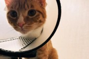 iphone调色功能对猫咪摄影有用吗？如何操作？