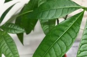 热水器被植物遮挡如何使用？遮挡热水器的植物有何影响？