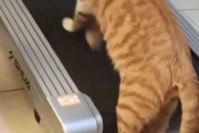 猫咪跑步机不跑步的原因及解决方法（为什么猫咪不爱跑步机）