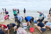 台风韦帕走后，北海大墩海惊现大量海螺，游客市民说根本捡不完