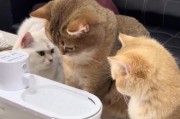 猫咪马桶饮水机安装指南（详细步骤和注意事项）