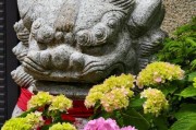手机拍照绣球好看吗？如何操作才能拍出最佳效果？