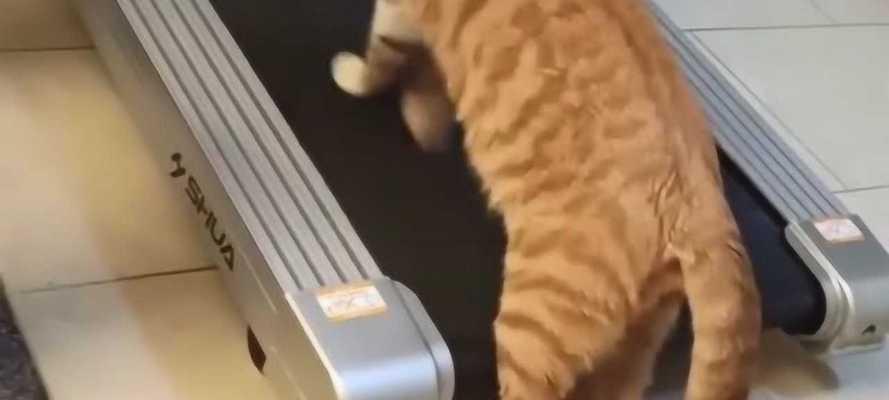 猫咪跑步机不跑步的原因及解决方法（为什么猫咪不爱跑步机）