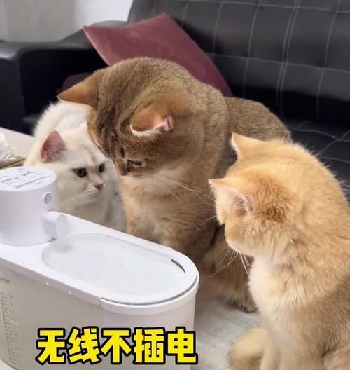猫咪马桶饮水机安装指南（详细步骤和注意事项）