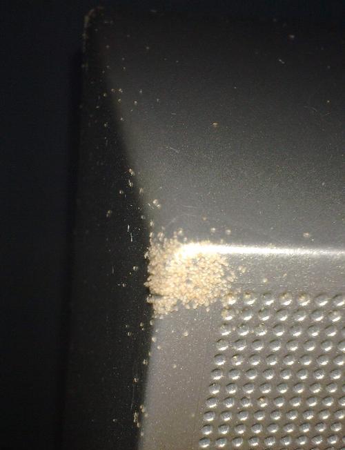 饮水机出现小虫的原因及应对方法（饮水机清洁保养）
