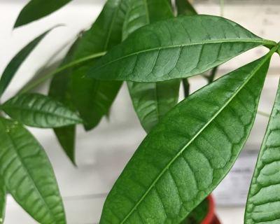 热水器被植物遮挡如何使用？遮挡热水器的植物有何影响？