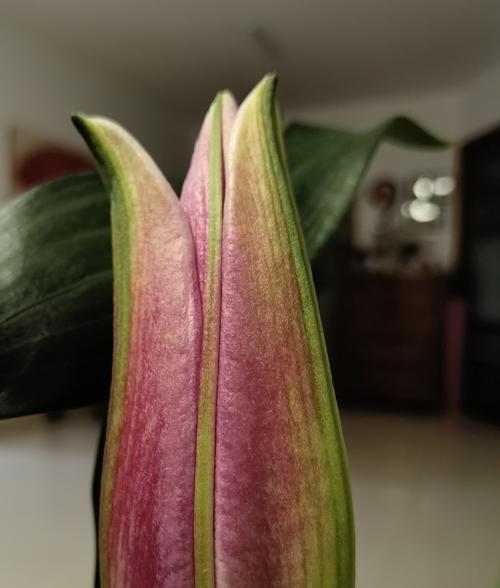 苹果手机拍照聚焦的方法是什么？