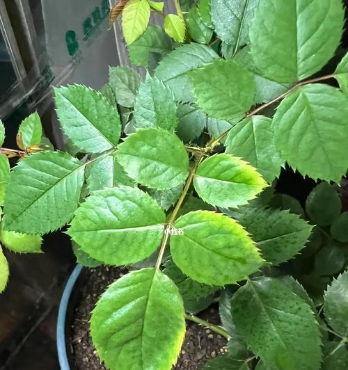 苹果手机出现绿色边缘是硬件问题吗？如何排查和修复？