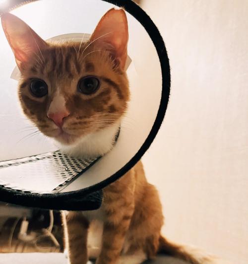 iphone调色功能对猫咪摄影有用吗？如何操作？