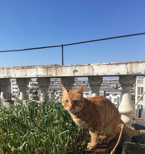iphone调色功能对猫咪摄影有用吗？如何操作？