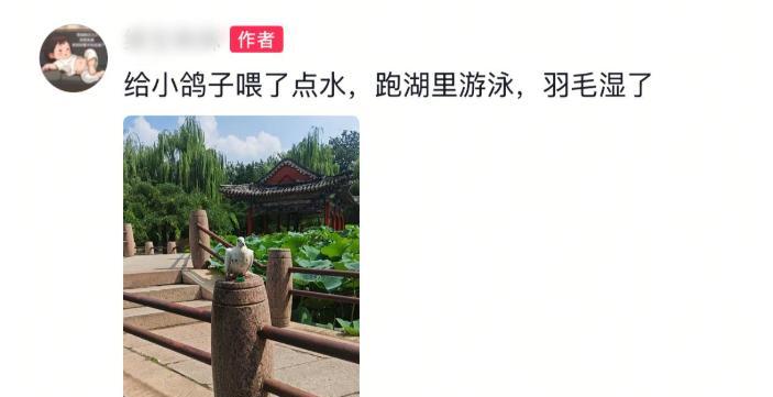 93阅兵后的“小意外”！8万和平鸽有的5分钟到家，有的迷路被偶遇